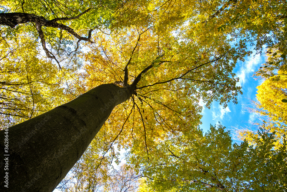 Obraz premium Perspective from down to up view of autumn forest with bright orange and yellow leaves. Dense woods with thick canopies in sunny fall weather.