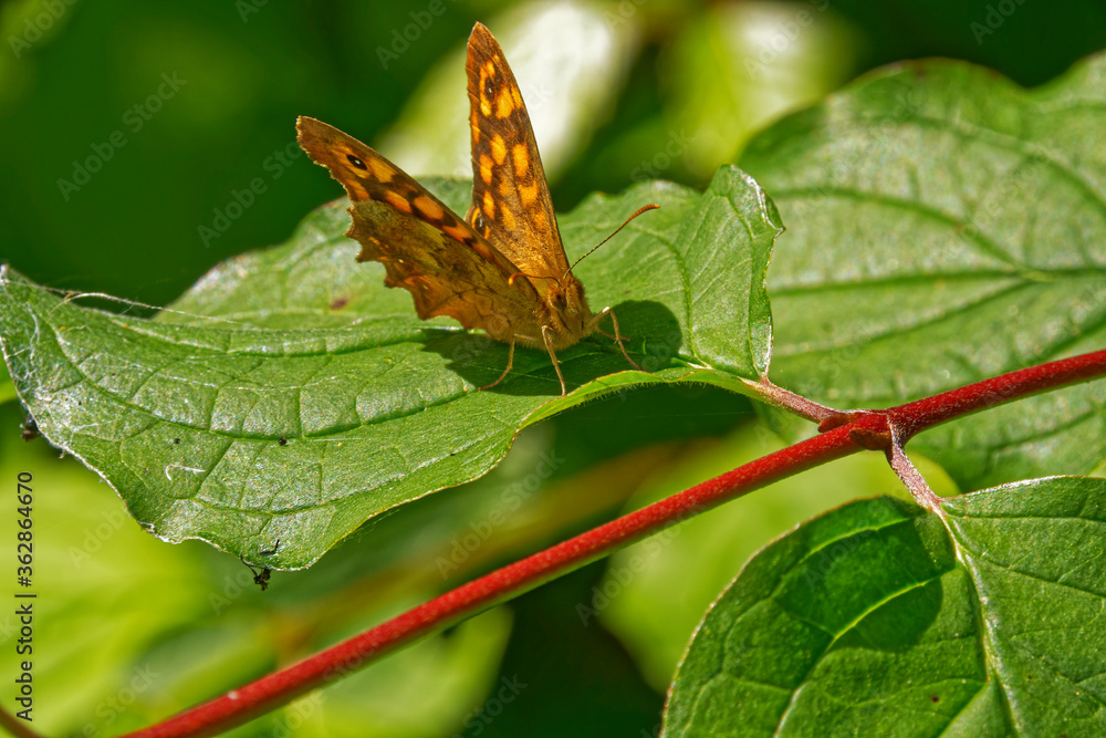Satyr butterfly ( latin name : Lasiommata megera ) on a green leaf Satyr butterfly ( latin name : Lasiommata megera ) on a green leaf