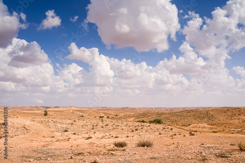 desert plain covered with rare plants against a blue sky and white clouds