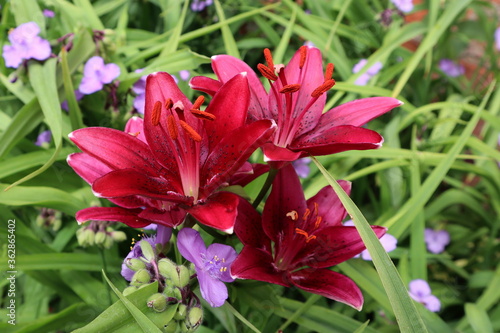 red and yellow flowers