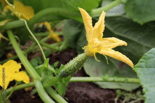 cucumber in the garden