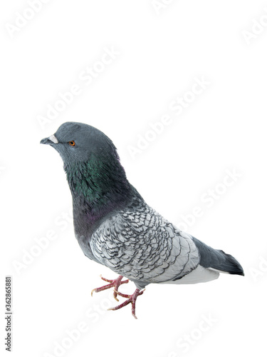  pigeon Isolated on a white background.