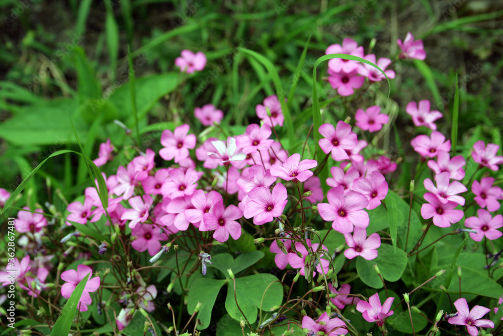 pink and white flowers