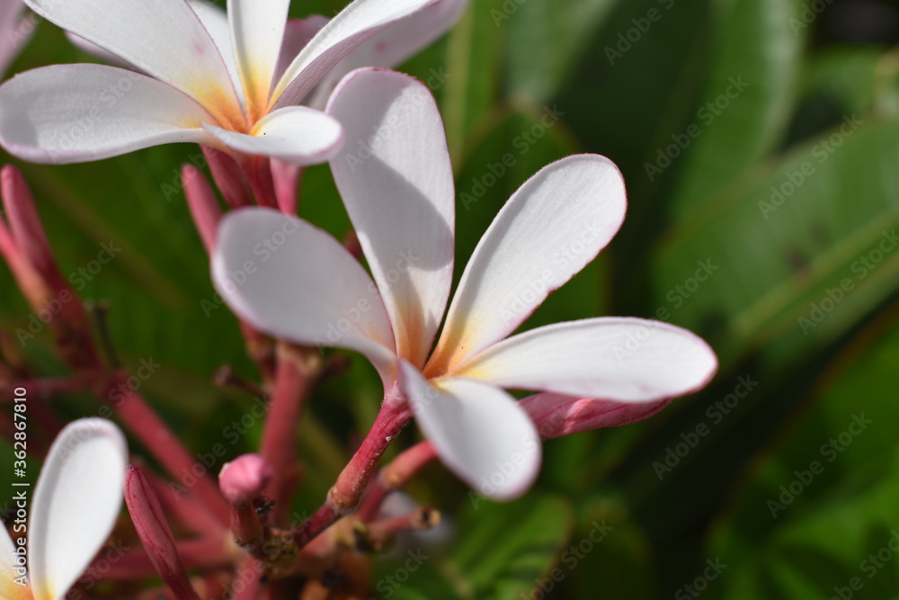 Nature, Plants, Flowers, Greenery, Sky, Sun, Freedom Nature, Plants, Flowers, Greenery, Sky, Sun, Freedom
