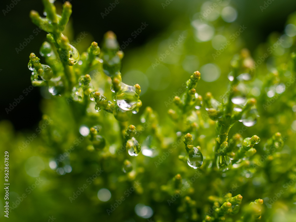 Leaves with rain drops Leaves with rain drops