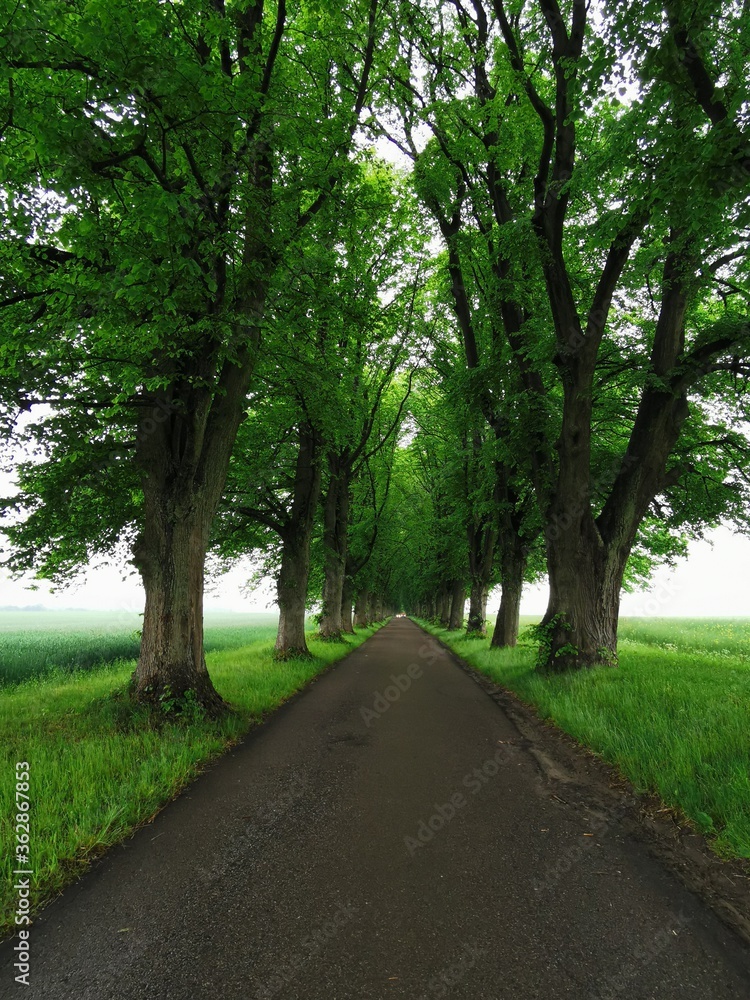 road in the forest road in the forest