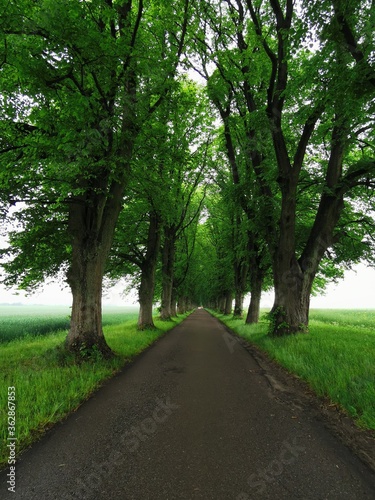 road in the forest