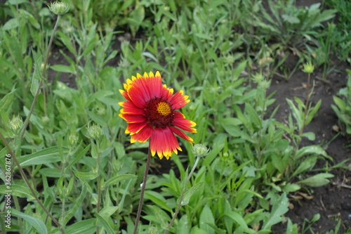 A flower in the leafage of Gaillardia aristata in May