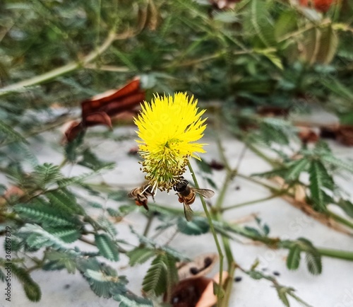 2 bees on the yellow flower of Neptunia plena.