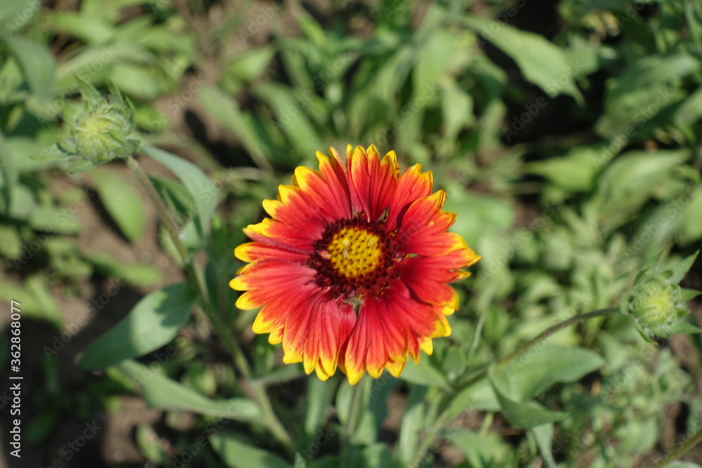 Red and yellow flower head of Gaillardia aristata in May Red and yellow flower head of Gaillardia aristata in May