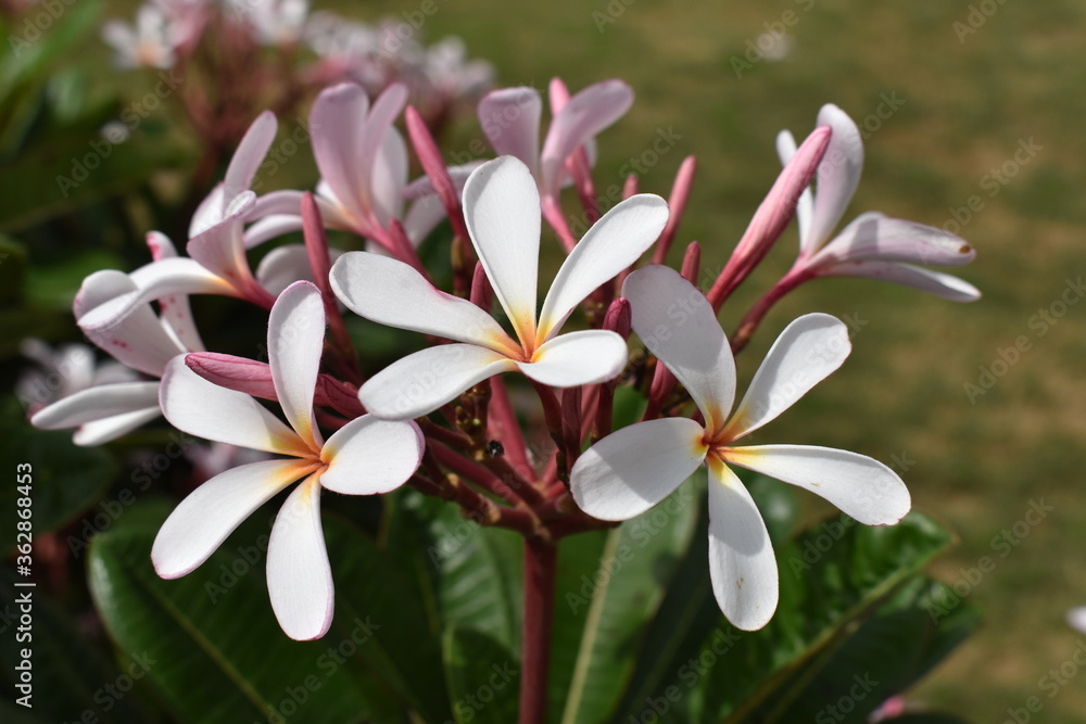 Fototapeta premium Nature, Plants, Flowers, Greenery, Sky, Sun, Freedom