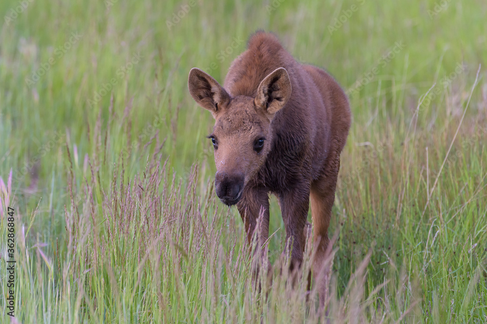 Fototapeta premium Moose Calf in Tall Grass. Shiras Moose in Colorado. Shiras are the smallest species of Moose in North America