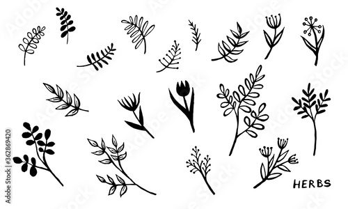 Hand drawn vector collection of herbs. Doodle floral element. Spring and summer symbol. Contour otline drawing of simple black twigs and flowers