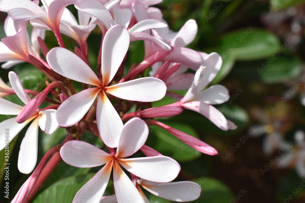 Nature, Plants, Flowers, Greenery, Sky, Sun, Freedom Nature, Plants, Flowers, Greenery, Sky, Sun, Freedom