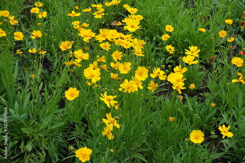 Florescence of Coreopsis lanceolata in early June