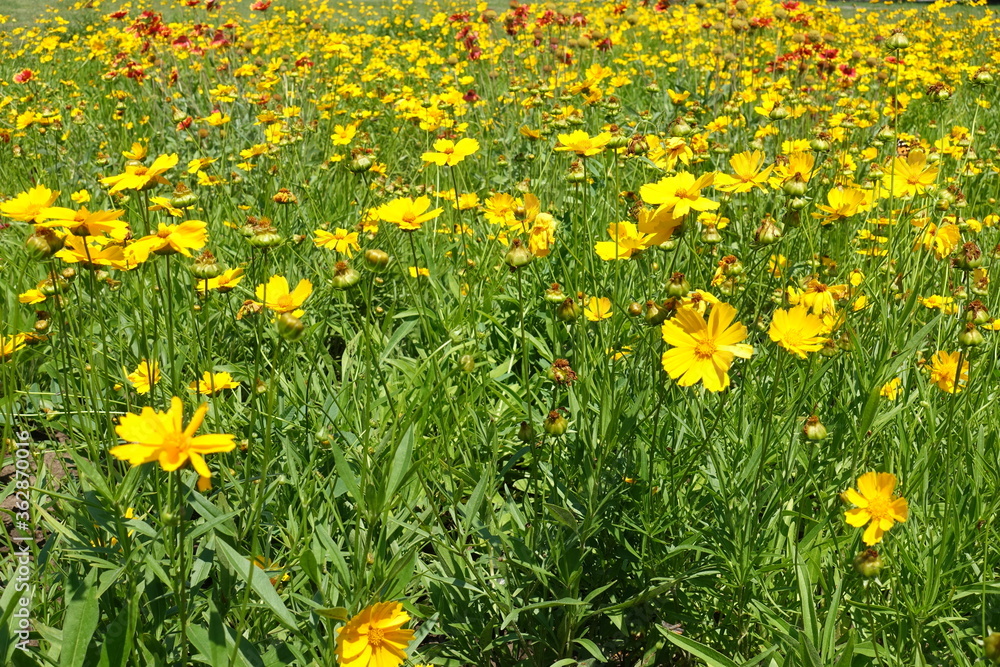 Fototapeta premium Hundreds of yellow flowers of Coreopsis lanceolata in mid June