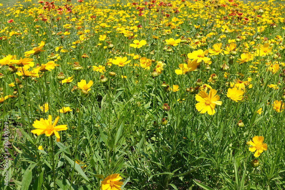 Meadow covered with yellow flowers of Coreopsis lanceolata in mid June Meadow covered with yellow flowers of Coreopsis lanceolata in mid June