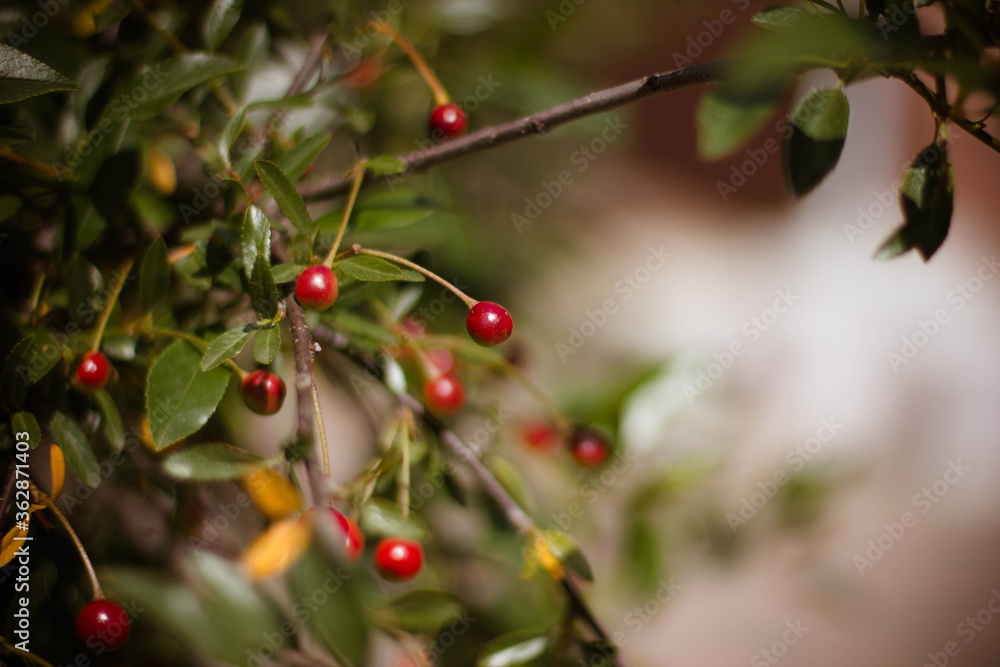 ripe red cherry on a branch