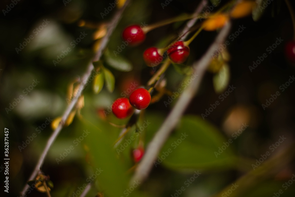 ripe red cherry on a branch ripe red cherry on a branch
