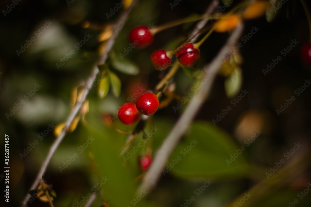 ripe red cherry on a branch