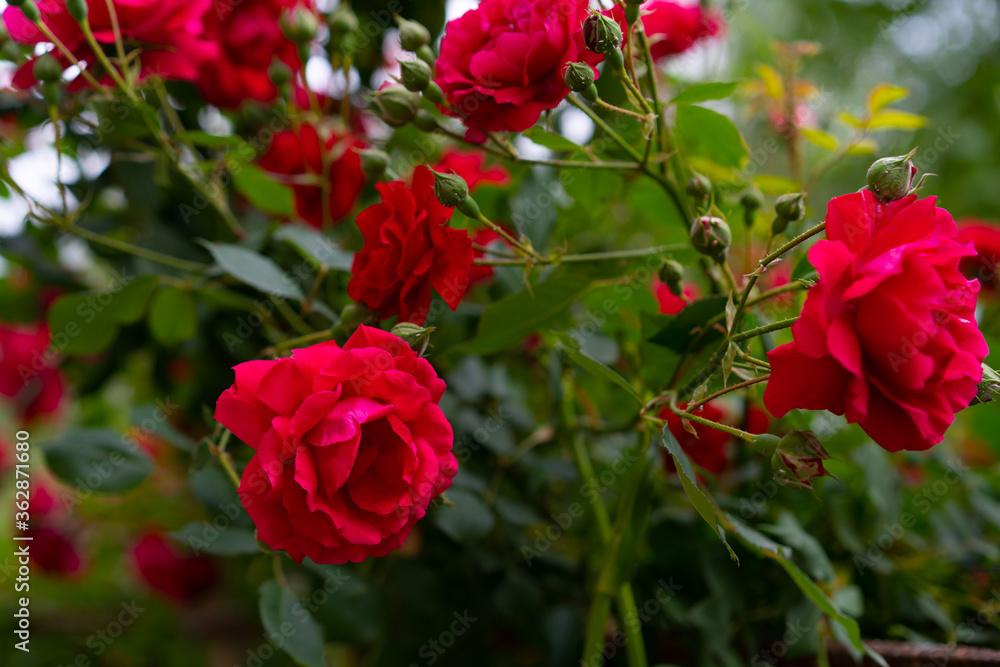 Flowers of a growing red rose Flowers of a growing red rose
