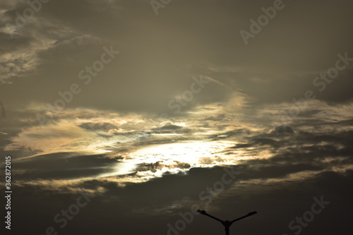 Nature, Plants, Flowers, Greenery, Sky, Sun, Freedom