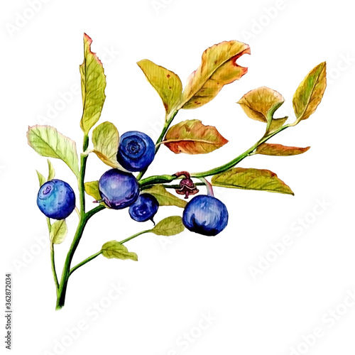 Watercolor illustration of blue huckleberry branch with leaves for healthy life on white isolated background