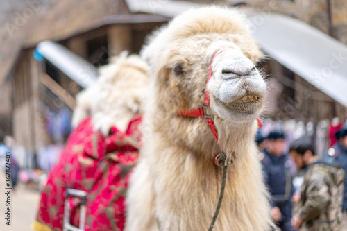 Camel in the city among people