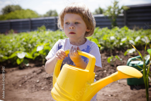 little boy watering a plant in a garden from a yellow watering can © Ксения Куприянова