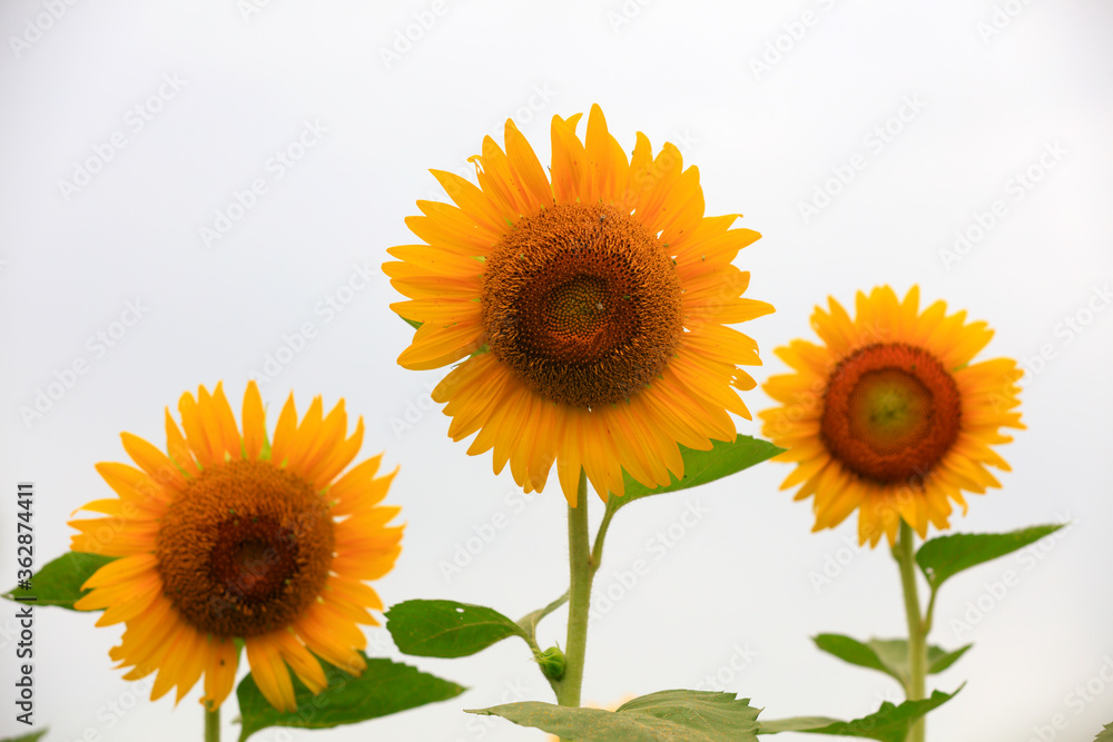 Obraz premium Sunflowers on a farm, China