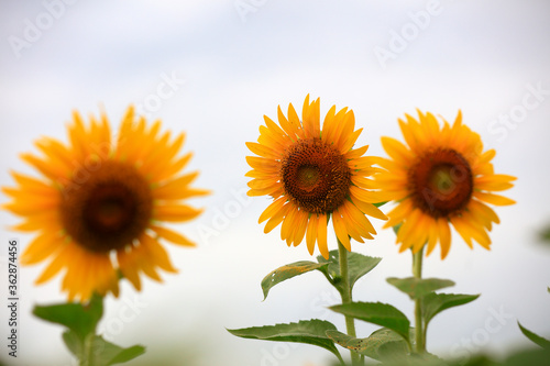 Sunflowers on a farm  China