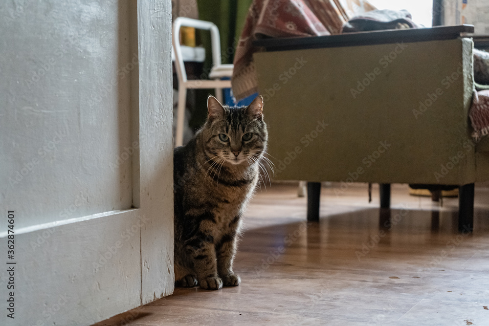 Obraz premium Portrait of a cat in country room.