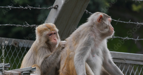 Photos Monkey helps delousing each other