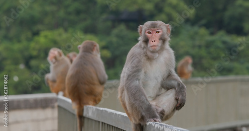 Many Wild monkey sit on the metal rail © leungchopan