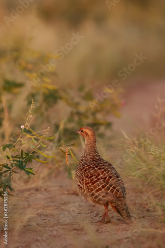 A grey partridge also called grey francolin or francolinus pondicerianus walking on ground photo