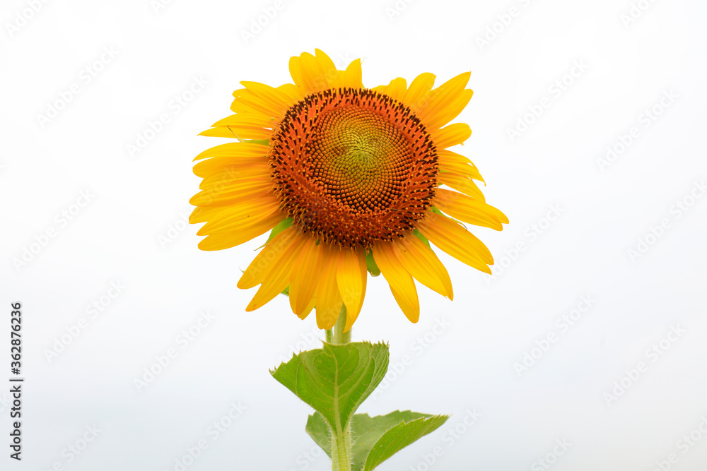 Fotografie Sunflowers on a farm, China