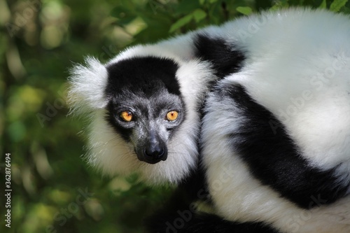 Closeup of an indri under the sunlight