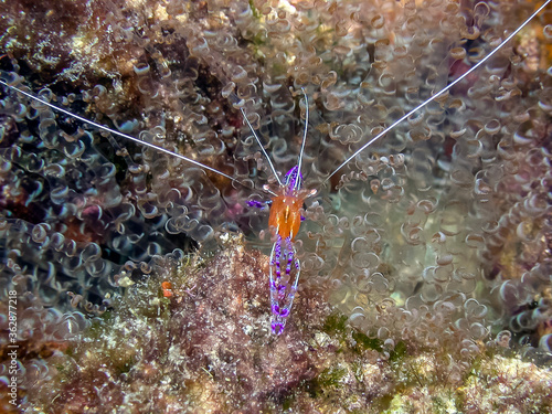 Pederson's shrimp,Ancylomenes pedersoni,