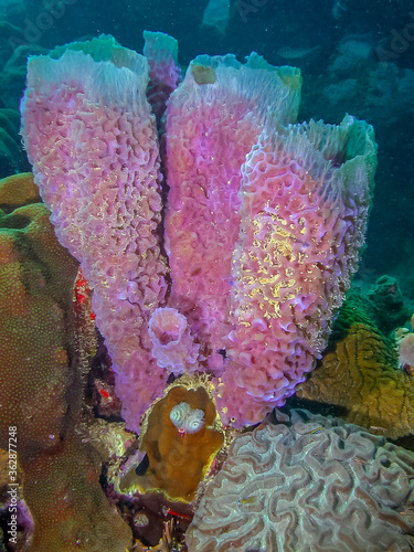 Caribbean coral garden photo