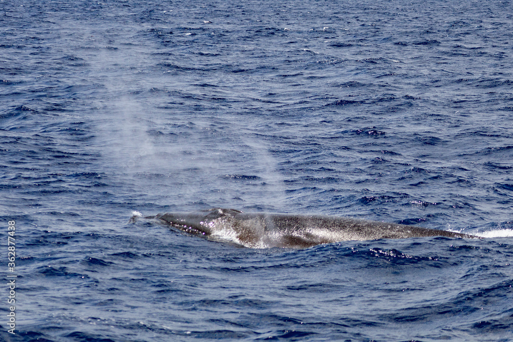Fototapeta premium Azores (Sao Miguel)