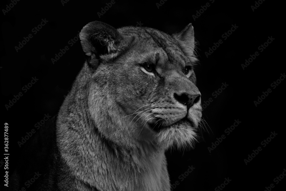 Fototapeta premium Lioness - B&W 1