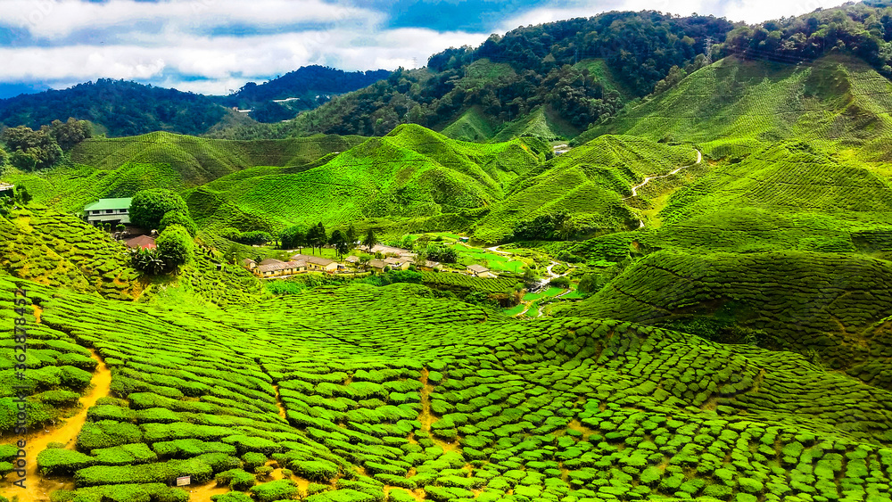 The vibrant green tea plantations of the Cameron Highlands in Malaysia 