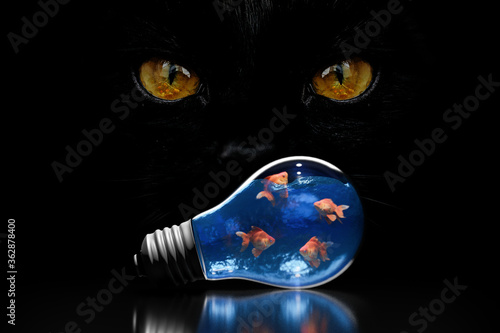 Canvas Print Cat eyes looking at a fish bowl in the shape of a lightblub, hunting idea