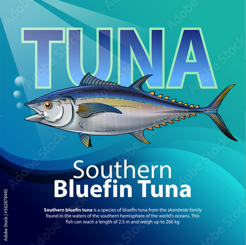 Vector illustration, infographic Southern bluefin tuna is a species of bluefin tuna from the scombridae family.
