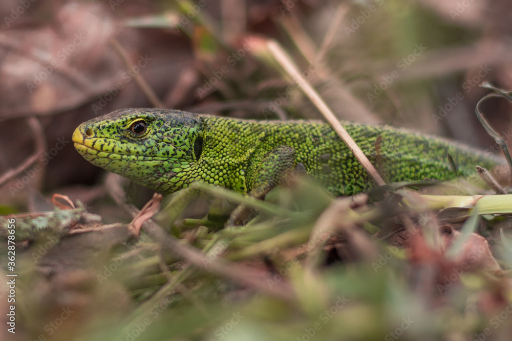 Portrait of a lizard. (Taken in Niedersachsen, Germany)