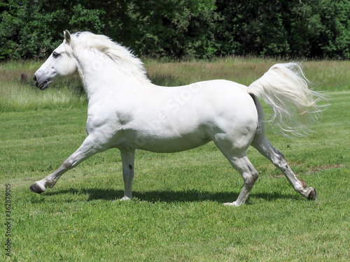 Beautiful Grey Horse © Nigel Baker