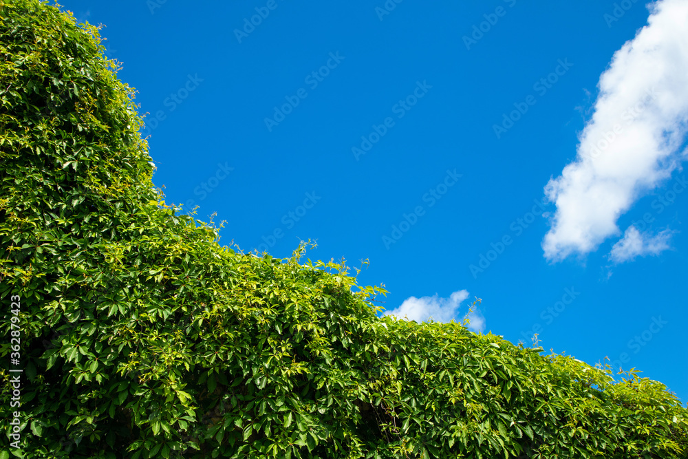 Green Virginia Creeper against a clear blue sky on a sunny summer day, background photo with copy space Green Virginia Creeper against a clear blue sky on a sunny summer day, background photo with copy space