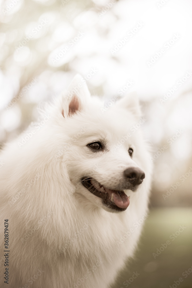 portrait of a white dog, Japanese Spitz portrait of a white dog, Japanese Spitz
