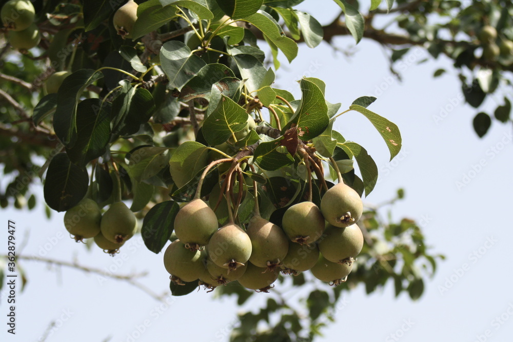 Pear fruit on the tree