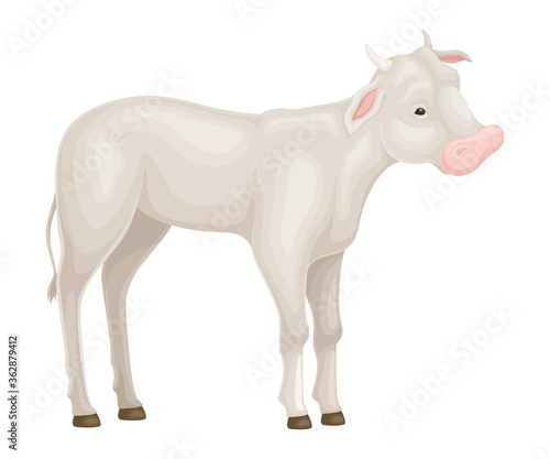 Calf Standing Isolated on White Background Vector Illustration
